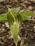 Arisaema triphyllum