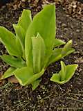 Arisaema triphyllum