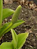 Arisaema triphyllum