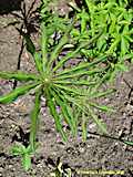 Arisaema amurense