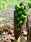 Arum italicum