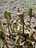 Arum italicum