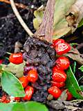 Arum italicum