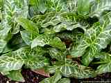 Arum italicum