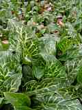 Arum italicum