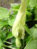 Arum maculatum