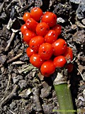 Arum maculatum