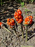 Arum maculatum