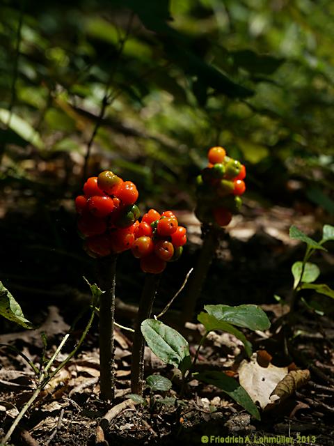 Arum maculatum