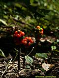 Arum maculatum