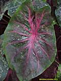 Caladium bicolor