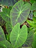 Caladium bicolor