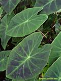 Caladium bicolor