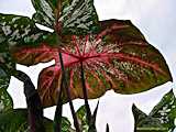 Caladium humboldtii