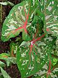 Caladium humboldtii