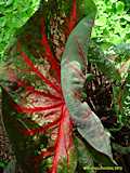 Caladium humboldtii