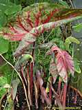 Caladium humboldtii