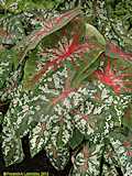 Caladium humboldtii