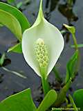 Calla palustris