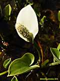 Calla palustris