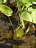 Calla palustris