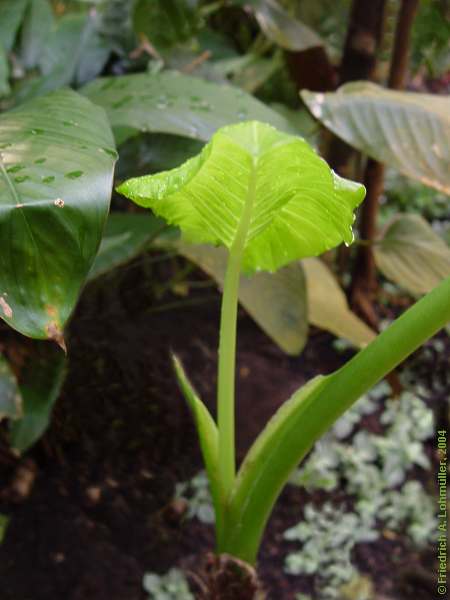 Colocasia esculenta