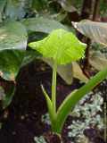 Colocasia esculenta