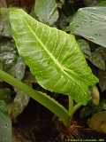 Colocasia