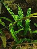 Cryptocoryne undulatula