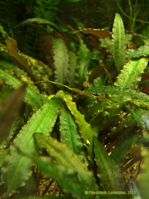 Cryptocoryne undulatula