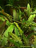 Cryptocoryne undulatula