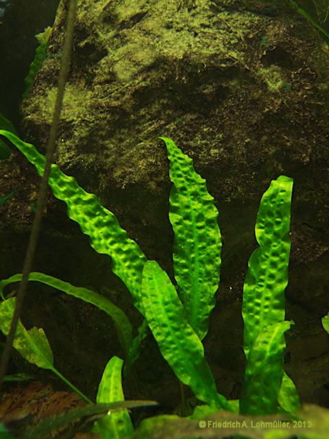 Cryptocoryne undulatula