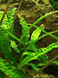 Cryptocoryne undulatula