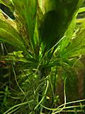 Cryptocoryne wendtii