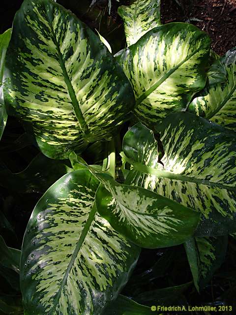 Dieffenbachia amoena