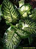 Dieffenbachia amoena