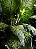 Dieffenbachia amoena