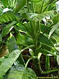 Dieffenbachia amoena