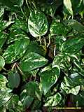 Epipremnum aureum