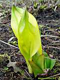 Lysichiton americanus