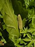 Lysichiton americanus