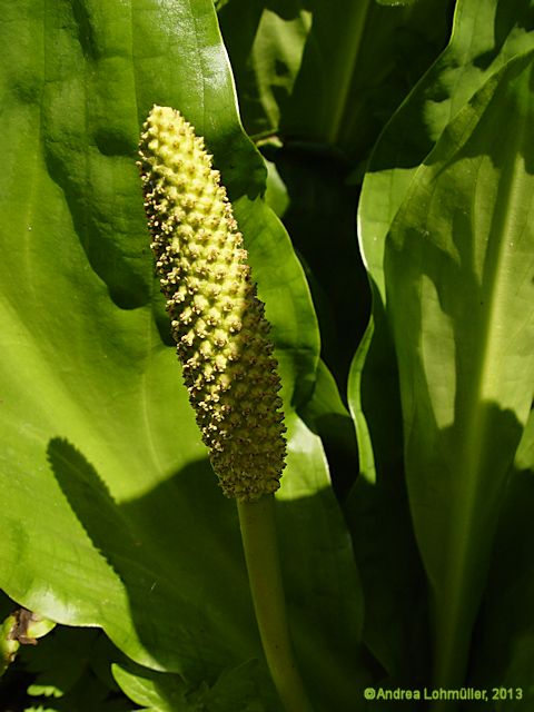 Lysichiton americanus