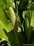 Lysichiton americanus