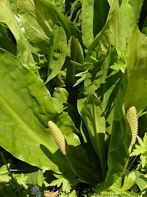 Lysichiton americanus