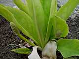 Lysichiton camtschatcensis