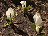 Lysichiton camtschatcensis