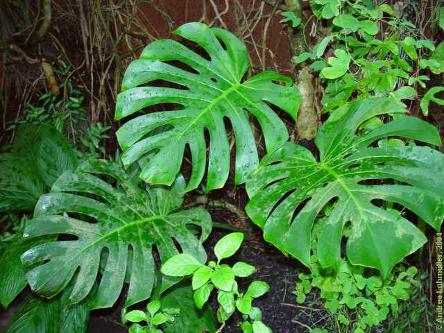 Monstera deliciosa