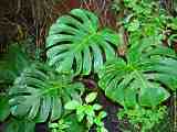 Monstera deliciosa