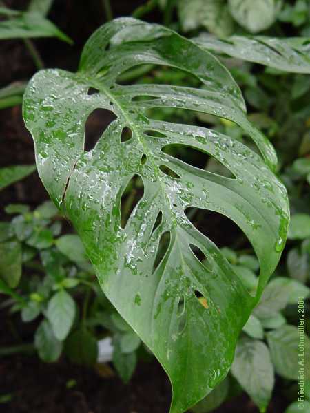 Monstera friedrichsthalii = M. obliqua