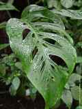 Monstera